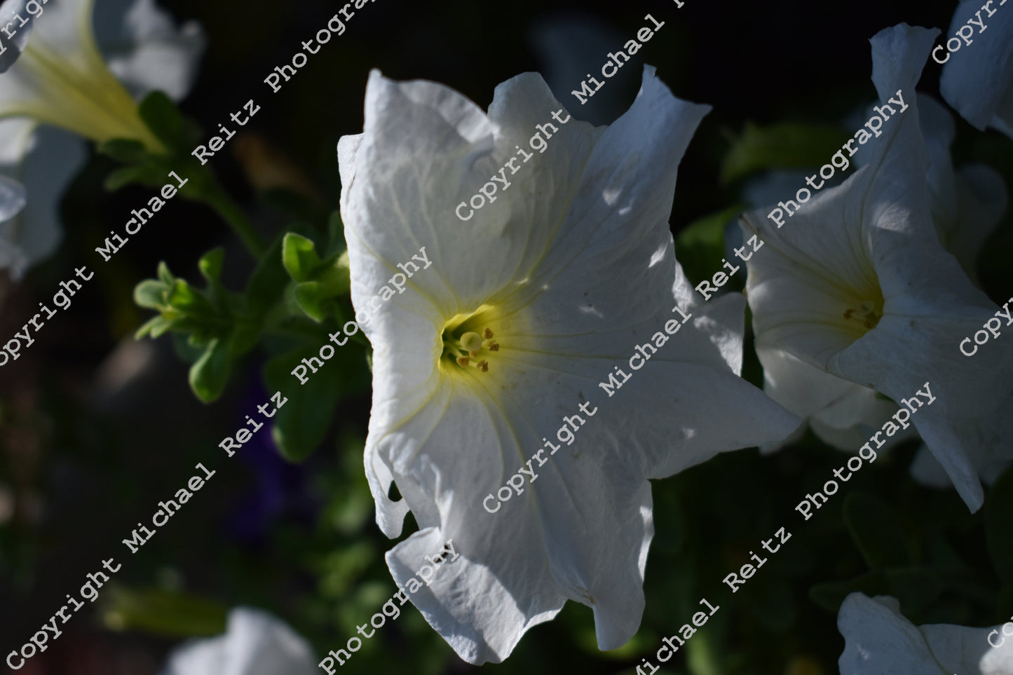 Backlit Petunia