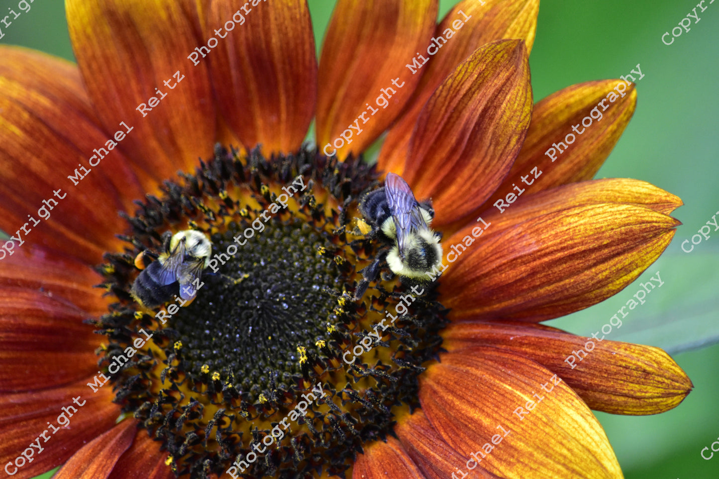 Bumblebees' on Sunflower