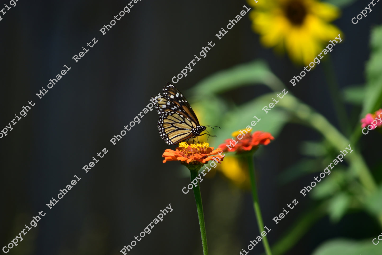 Monarch Butterfly On Zinnia