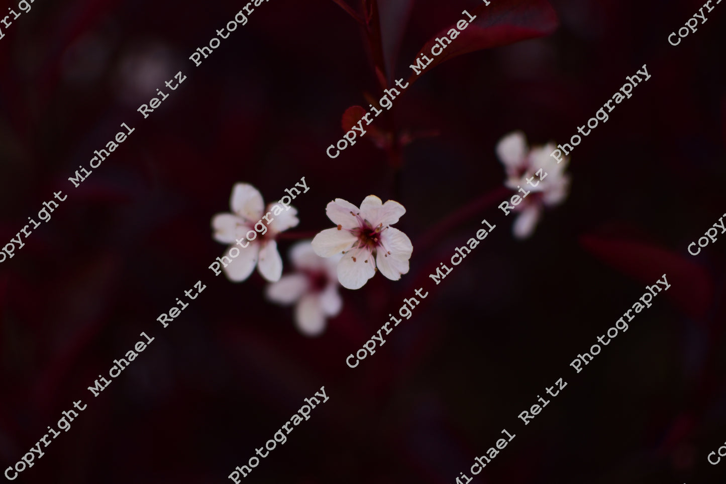 Plum Blossom