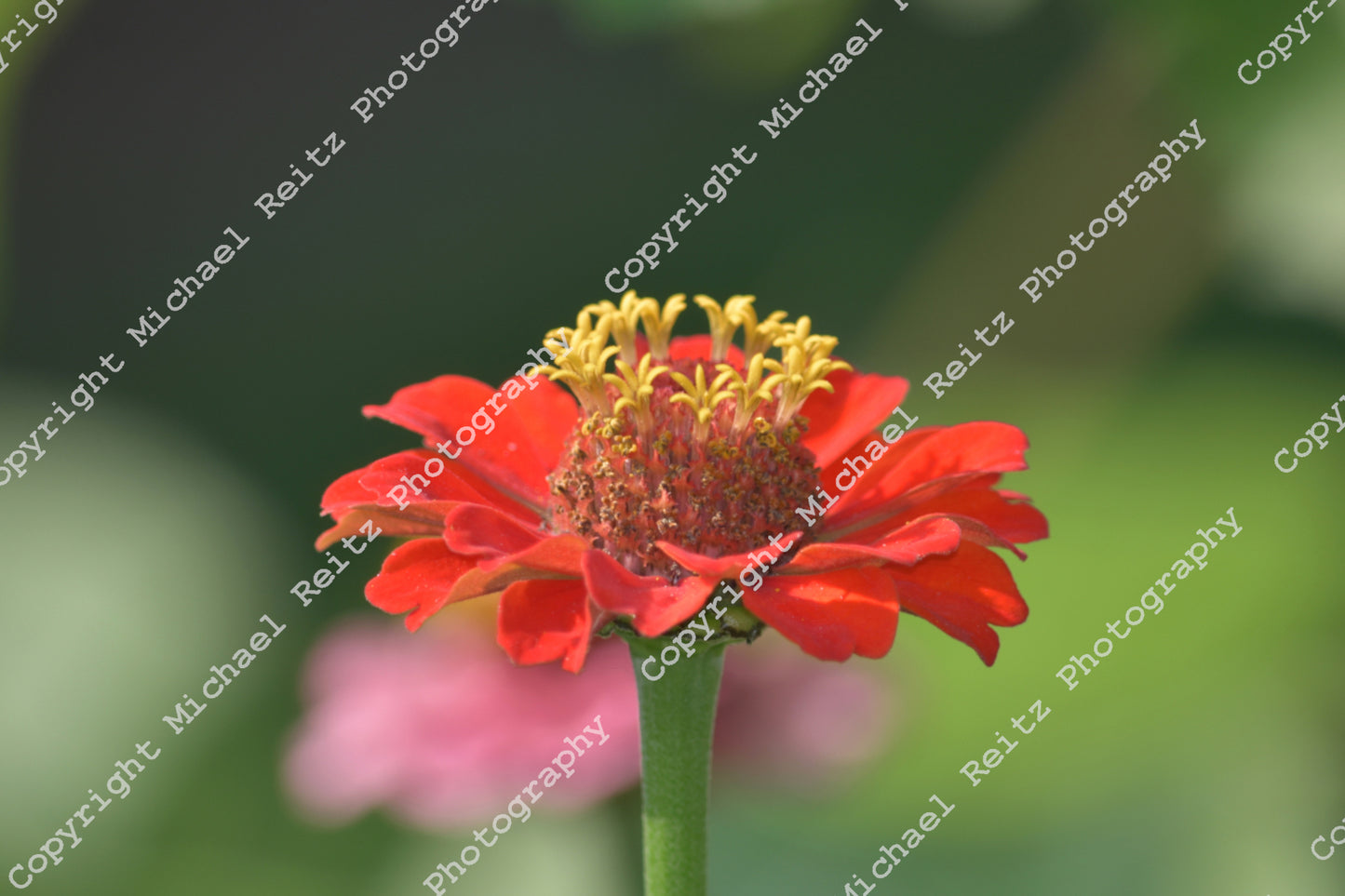 Red Zinnia
