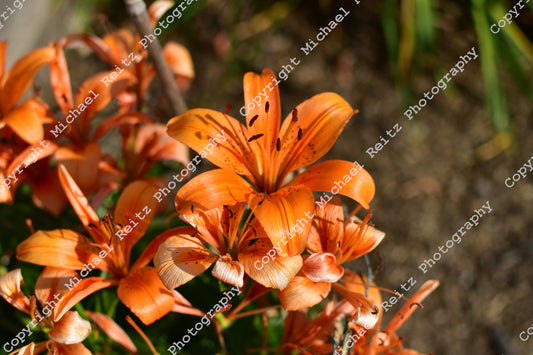 Tiger Lilly